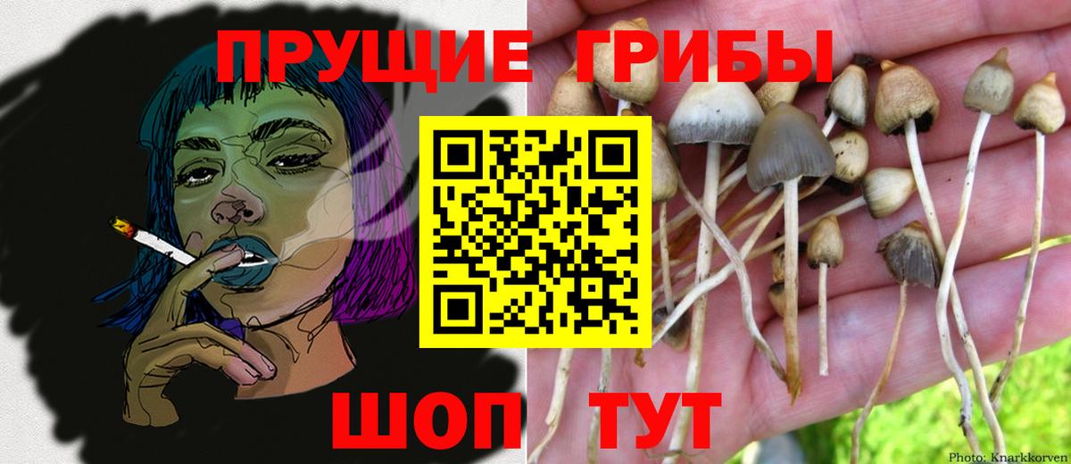 Бор  Галлюциногенные грибы Cubensis  Вход с VPN  Галлюциногенные грибы MAGIC MUSHROOMS 